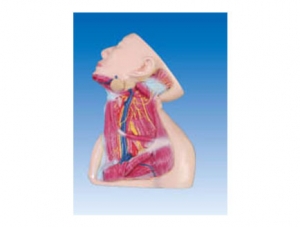 ZM1183-3 Deep neck nerve and blood vessel model