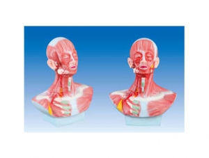 ZM1184 head, face, neck anatomy and external carotid artery distribution model