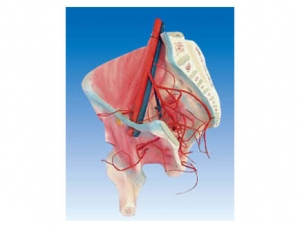 ZM1187 Hip muscle and internal iliac artery distribution