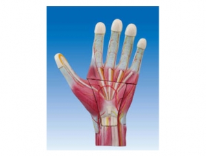 ZM1189 hand anatomy magnification