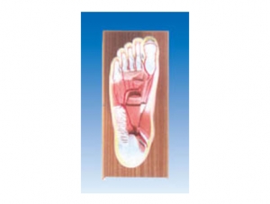 ZM1191 Plantar Anatomy and Plantar Artery Branches