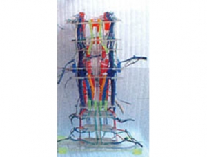 ZM1193-3 transparent brainstem nuclei