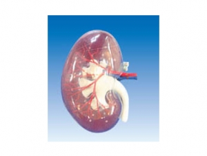 ZM1196 transparent kidney segment (A)