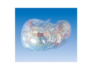 ZM1197 transparent liver segment