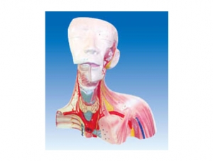ZM1199 Cranial cavity and head, neck and chest solution