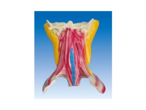 ZM1202 Neck Muscle Anatomy