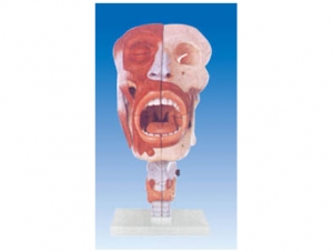 ZM1205 Anatomical model of nose, mouth, pharynx and larynx