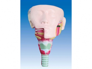 ZM1206 Anatomy of salivary glands and pharyngeal muscles