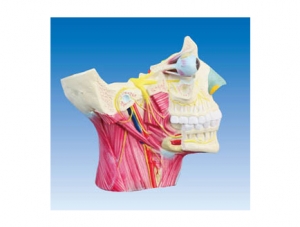 ZM1207 Cranial nerve distribution in head and neck