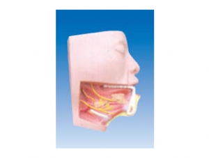 ZM1213 submandibular triangle model