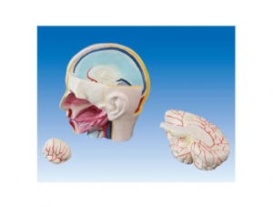 ZM1214 head anatomy with brain model