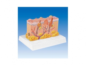 ZM2097 Stereopathological skin