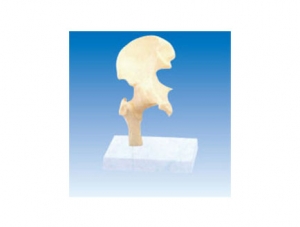 ZM2090 Human hip ligament model