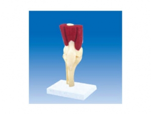 ZM2082 Human Knee Band Muscle and Ligament Model