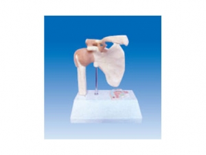 ZM2075 Shoulder Joint Attachment Ligament Model