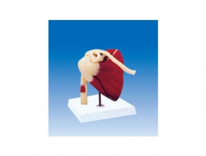 ZM2074 Shoulder joint attached muscle and ligament model