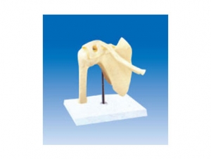 ZM2073 shoulder joint