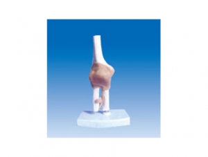ZM2072 Elbow Joint Model