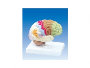 ZM2030 Brain function model (color distinction)