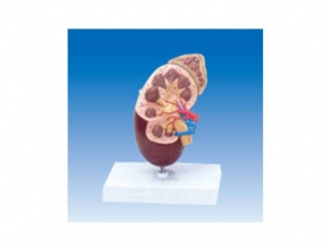 ZM2040 Kidney Anatomy Model