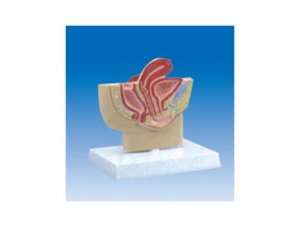 ZM2049 Female Pelvic Anatomy Model