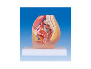 ZM2050 Female Pelvic Anatomy Model