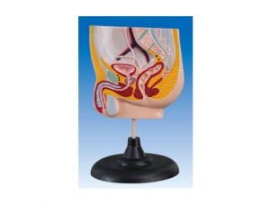 ZM2059 Male Pelvic Model