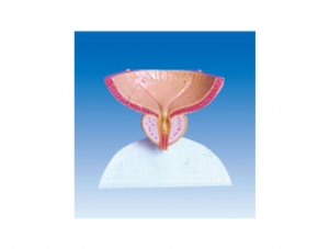 ZM2062 Prostate Model