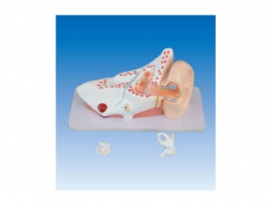ZM2066 Pathological Ear Model