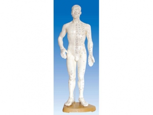 世界各地ZM3001 Acupuncture and Moxibustion Meridian Double-labeled Human Model