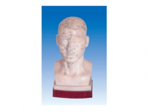 ZM3002 Four-function Acupuncture and Moxibustion Acupoint Model of the Head