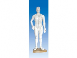 ZM3008 Human Acupuncture Model