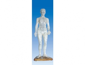 ZM3010 Human Acupuncture Model