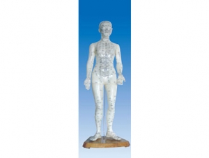 世界各地ZM3010 Human Acupuncture Model