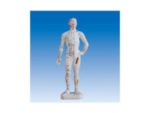 ZM3012 Human Acupuncture Model