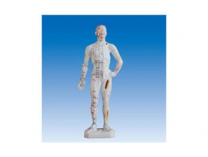 世界各地ZM3012 Human Acupuncture Model