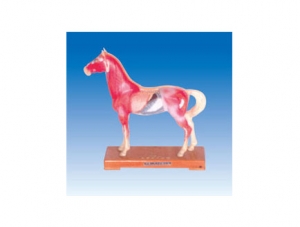 世界各地ZM3016 Horse Body Acupuncture Model