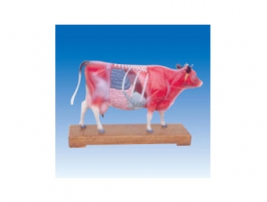 世界各地ZM3017 Bovine Acupuncture Model