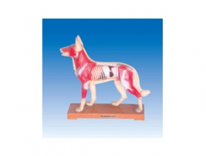 ZM3018 Canine Acupuncture Model