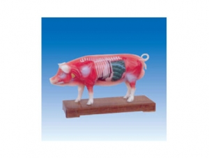ZM3019 Pig body acupuncture model