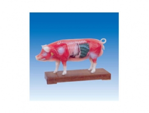 世界各地ZM3019 Pig body acupuncture model