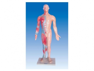 ZM3020 Human Acupuncture Model