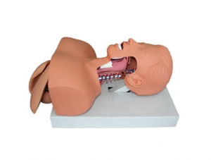 ZMJY/J-005 Human Tracheal Intubation Training Model