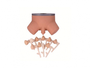 ZMJY/L-1024 Prostate Examination Model