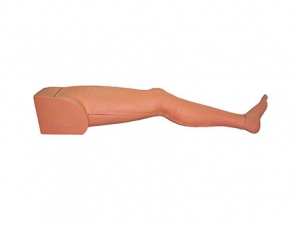 ZMJY/L-1027 Varicose Vein Model