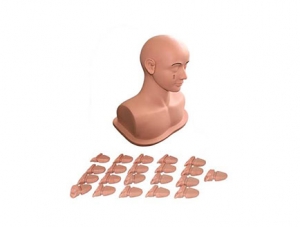 ZMJY/L-W03 Ear Examination Model