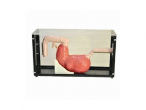 ZMJY/L-105 Gastroscope and ERCP training model