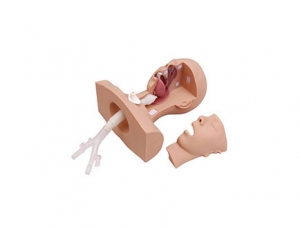 ZMJY/H-0009 Suction practice model