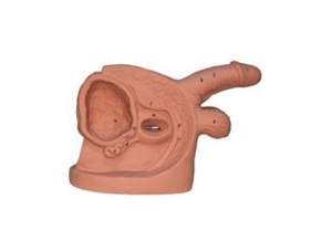 ZMJY/H-0016 Male internal and external genitalia and catheterization model