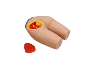 ZMJY/H-1031 Buttocks Intramuscular Injection and Anatomical Structure Model